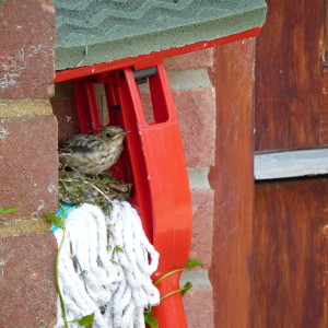 spotted_flycatcher-juvenille_2013