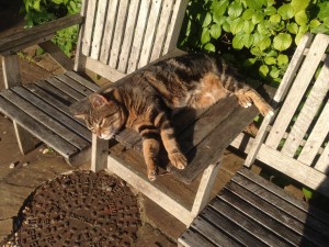 woody_flat-out IMG_1773